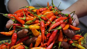 Harga Sembako Jogja Hari Ini 23 Januari 2026: Rawit Naik Segini di Akhir Pekan!