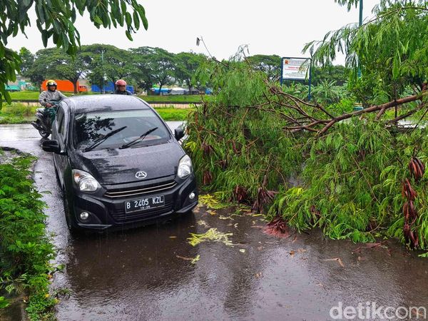 Hujan Angin Robohkan Pohon di Harapan Indah, Pengendara Lewati Celah Sempit