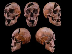 Ilmuwan Ungkap Pembunuhan Brutal Adipati 750 Tahun Silam