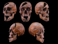 Ilmuwan Ungkap Pembunuhan Brutal Adipati 750 Tahun Silam