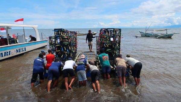 Laut Banyuwangi Punya Hunian Baru, 35 Apartemen Ikan Resmi Ditenggelamkan