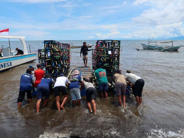Laut Banyuwangi Punya Hunian Baru, 35 Apartemen Ikan Resmi Ditenggelamkan