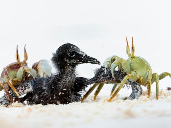 Karya Magis Pemenang Nature Photographer 2025 Bikin Takjub & Terpana