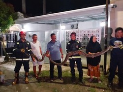 Ular Piton 5 Meter Ditangkap di Palopo Saat Mode Berburu Kucing