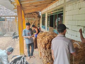 Petani Padi dan Jagung di Madiun Kembangkan Komoditi Tembakau