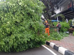 Hati-hati Ada Pohon Tumbang di Jl Katamso Jakbar, Lalin Diterapkan Contraflow