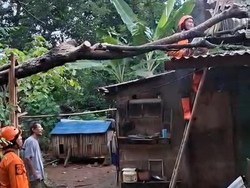 Pohon Tumbang Timpa Empat Rumah di Citereup Bogor, Atap dan Dinding Rusak
