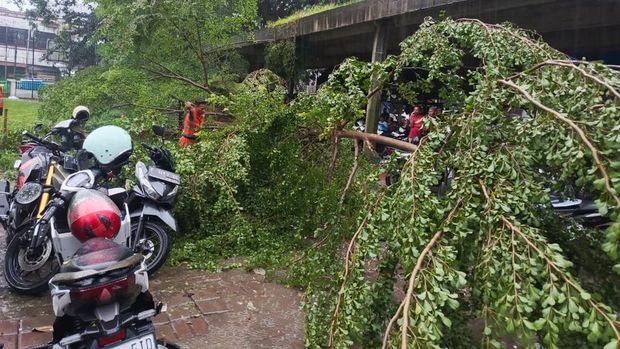 Pohon Tumbang Timpa Motor Akibat Hujan Deras-Angin Kencang di Bogor