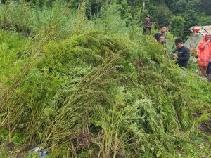 Penampakan Ladang Ganja 51,75 Hektare di Aceh yang Dibongkar Bareskrim