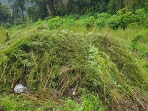 Terungkap Cara Panen Ladang Ganja di Gayo Lues Aceh: Dihanyutkan Via Sungai