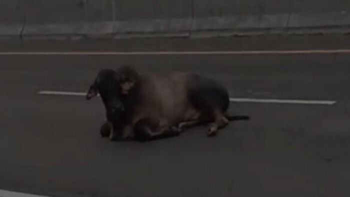 Video: Sapi-sapi Bertebaran di Tol Japek, Bikin Macet Jalan