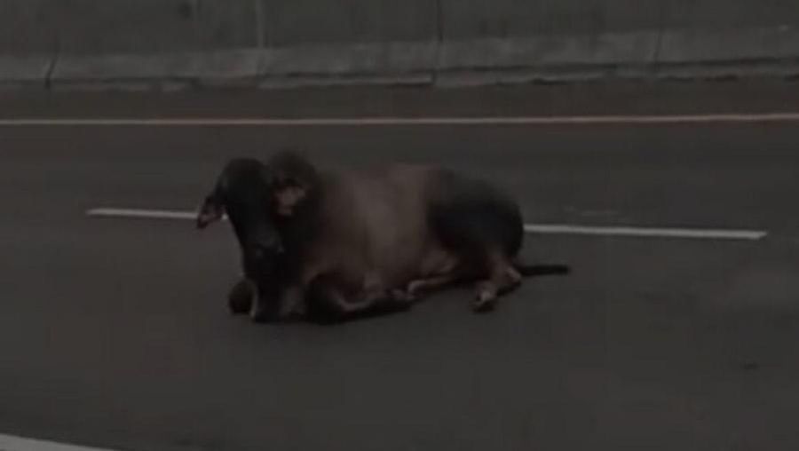 Video: Sapi-sapi Bertebaran di Tol Japek, Bikin Macet Jalan