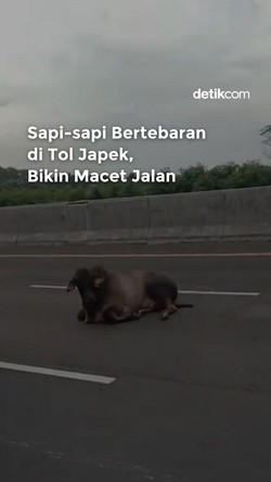 Video: Sapi-sapi Bertebaran di Tol Japek, Bikin Macet Jalan