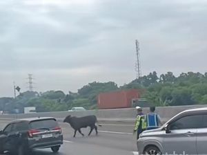 Sapi yang Berlarian di Tol Japek Km 58 Bisa Dihentikan, 1 Disembelih