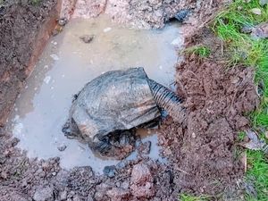 Pria Ini Dapat Rp 550 Juta gegara Bau Busuk Septic Tank