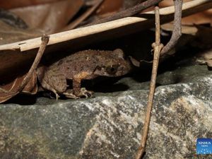 Spesies Katak Baru Punya Nama Unik, Terinspirasi dari Kung Fu