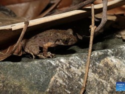 Spesies Katak Baru Punya Nama Unik, Terinspirasi dari Kung Fu