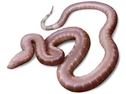 Jenis Ular Aneh Terungkap dari Temuan Fosil di Inggris