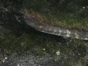 BTNK Kaget Ada Ular Purba di Dasar Laut Pulau Komodo