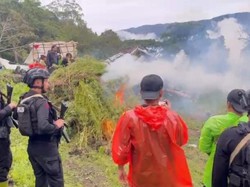 Ladang Ganja Rp 621 M di Aceh Dimusnahkan, Bareskrim Selamatkan 465 Juta Jiwa