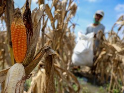 Pemerintah Bakal Umumkan Swasembada Beras & Jagung