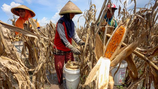 Cuaca Ekstrem Bikin Petani Nganjuk Harus Panen Jagung Lebih Awal