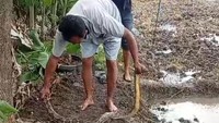 Bikin Petani Takut ke Sawah, Piton 2,5 Meter di Tulas Klaten Ditangkap