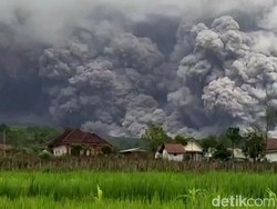 3 Desa di Lumajang Terdampak Erupsi Gunung Semeru, 300 Warga Mengungsi
