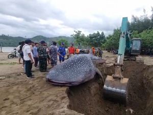 Hiu Paus Mati Terdampar di Pantai Bayem Tulungagung