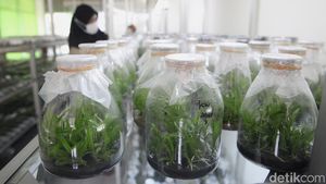 Mengintip Proses Pengembangan Bibit Anggrek Berkualitas
