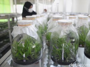 Mengintip Proses Pengembangan Bibit Anggrek Berkualitas