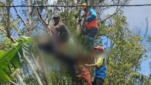 Pemuda di Pemalang Tewas Tersetrum Saat Tebang Pohon Cengkeh