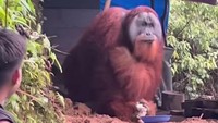 Video Pemuda Beri Makan-Tawarkan Minum ke Orangutan Viral, BKSDA Telusuri