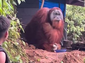 Viral Pemuda Aceh Kasih Makan-Minum Orangutan, BKSDA Telusuri Lokasinya