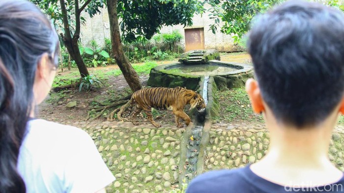 Perawat Satwa di Ragunan Tetap Waspada Meski Tidak Terkenal