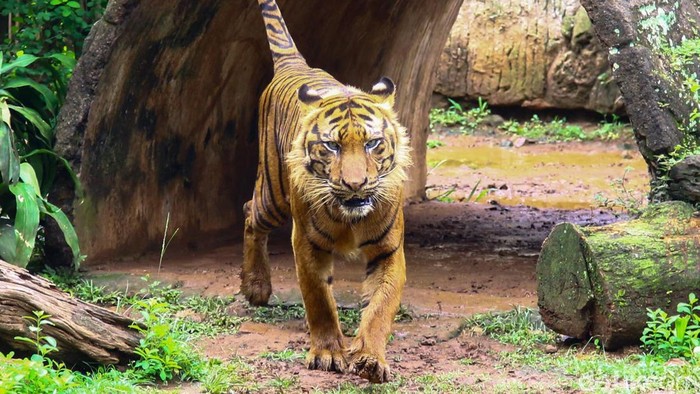 Prediksi Puncak Pengunjung TM Ragunan Capai 100 Ribu Orang