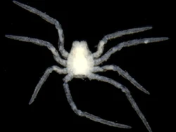 Laba-laba Aneh Tanpa Mata di Pulau Terpencil Bikin Ahli Bingung