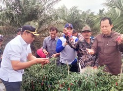 Bupati BBS Panen Raya Cabai di Muaro Jambi, Ekonomi Petani Terus Didongkrak