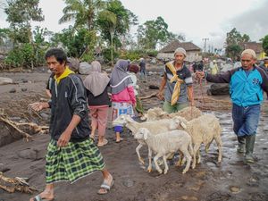 124 Ternak Warga Lumajang Mati Disapu Awan Panas Semeru
