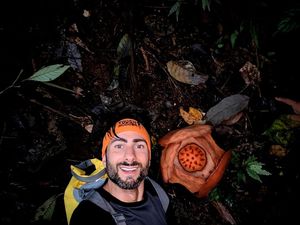 Cerita Haru di Balik Penemuan Bunga Rafflesia Hasseltii yang Lagi Mekar