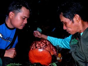 Video Pencarian Rafflesia hasseltii di Hutan Sumbar adalah Tentang Bertaruh