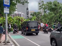 Cuaca Tidak Hujan, Ini Detik-detik Pohon Besar Tumbang Tutup Jalan di Senayan