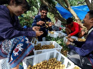 Semringah Pengungsi Myanmar Temukan Hidup Baru di Kebun Lengkeng
