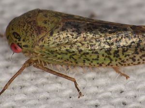 Ilmuwan Temukan 7 Spesies Baru yang Unik, Serangga Tapi Mirip Katak