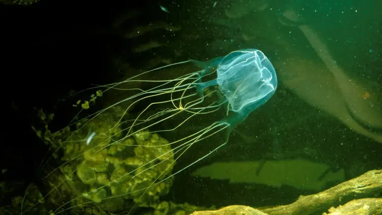 Sengatan Maut Ubur-ubur Renggut Nyawa Balita Rusia di Pantai Malaysia