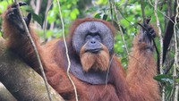 Ancaman Kepunahan Begitu Nyata, Populasi Orangutan Sumatra Merosot Tajam
