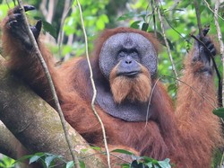 Ancaman Kepunahan Begitu Nyata, Populasi Orangutan Sumatra Merosot Tajam