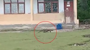 Komodo Masuk Permukiman, DPRD Mabar Desak Pagar Cagar Alam Wae Wuul