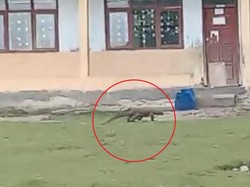 Komodo Makin Sering Masuki Permukiman, Warga Dekat Cagar Alam Wae Wuul Resah