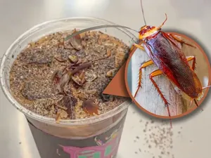 Hiii! Museum Ini Sajikan Kopi Kecoa Harga Rp 95.000, Tertarik Coba?